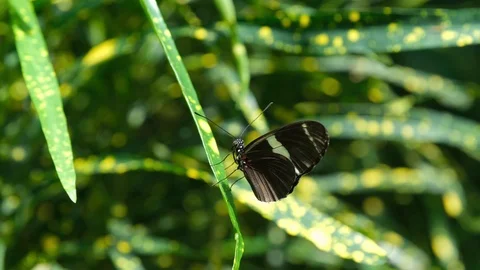 Butterfly House Video stock 125855952