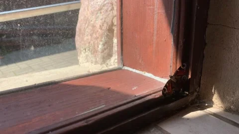 Butterfly in the house Stock Footage 214096095