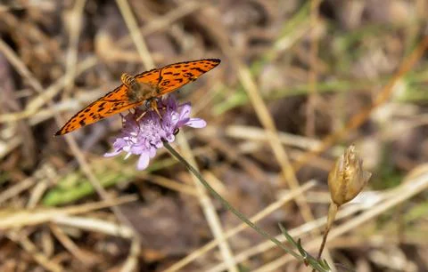 Butterfly hovering over pink flower in a sunny meadow during springtime Stock Photos