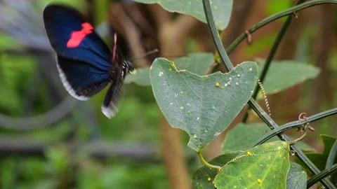 Butterfly hovers by egg on leaf, slow motion Stock Footage 269443876