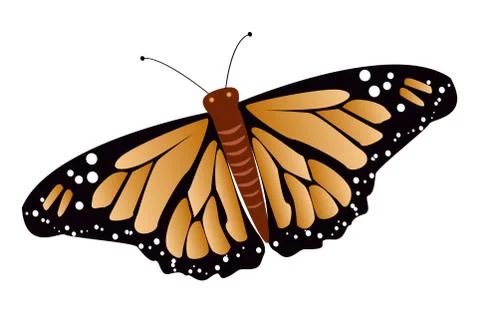 Butterfly Stock Illustration