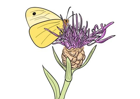 Butterfly 스톡 일러스트