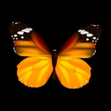 Butterfly Stock Illustration