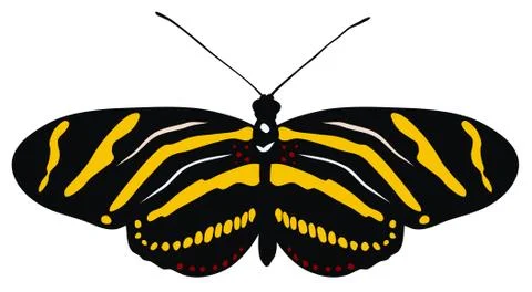 Butterfly Stock Illustration