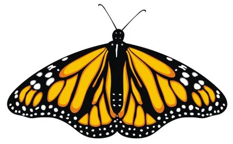 Butterfly Stock Illustration