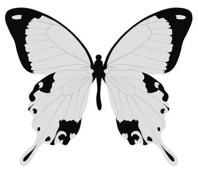 Butterfly Stock Illustration