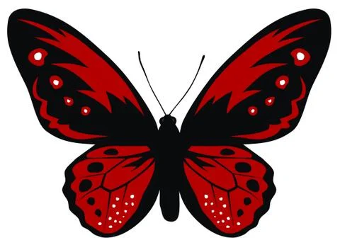 Butterfly Stock Illustration