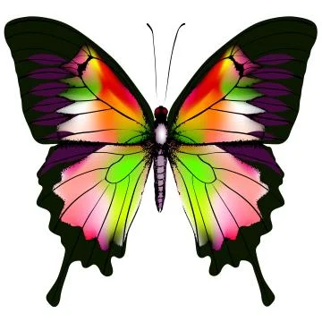 Butterfly Stock Illustration