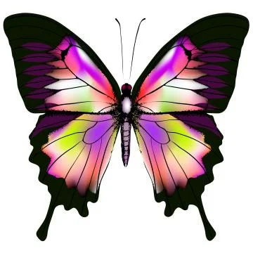 Butterfly Stock Illustration