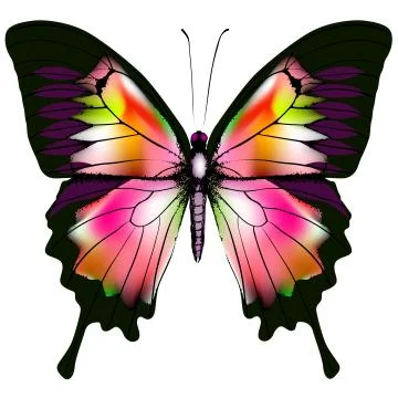 Butterfly Stock Illustration