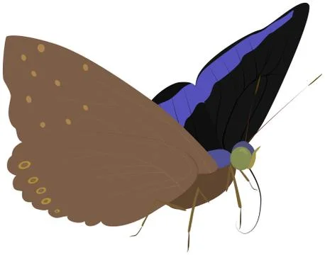 Butterfly Stock Illustration