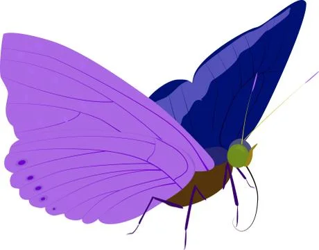 Butterfly Stock Illustration