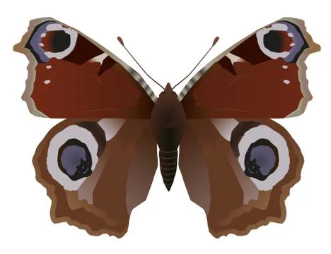 Butterfly イラスト素材