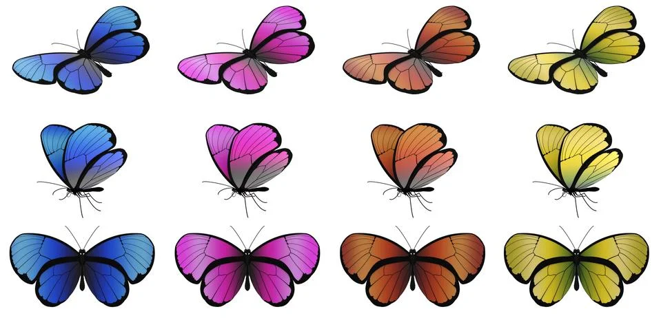 Butterfly Stock Illustration
