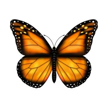 Butterfly Stock Illustration