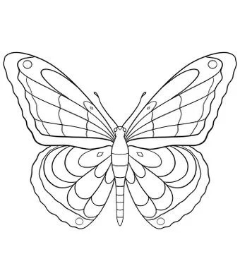 Butterfly Stock Illustration