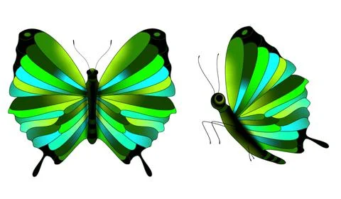 Butterfly Stock Illustration