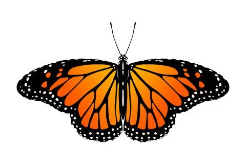 Butterfly Illustration