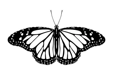 Butterfly Ilustración de archivo
