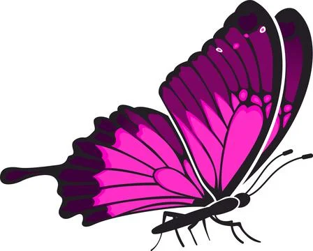 Butterfly Stock Illustration