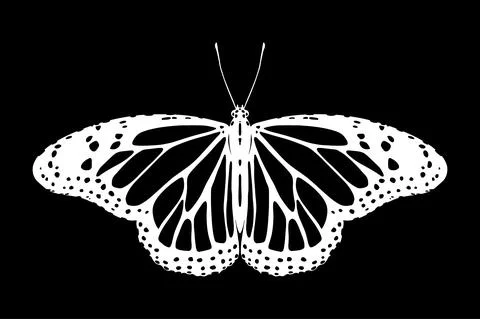 Butterfly illustration Illustration