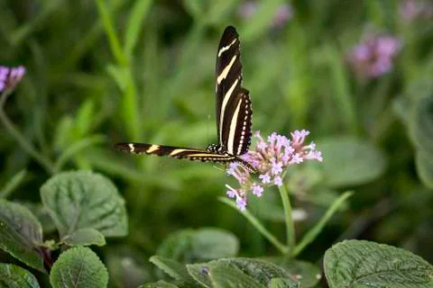 Butterfly insect close up macro Stock Photos