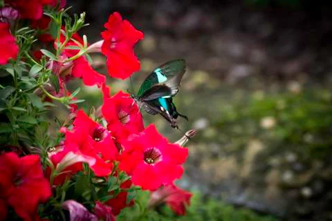 Butterfly insect close up macro Foto stock