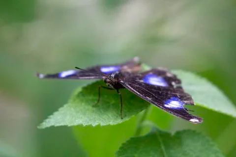 Butterfly insect close up macro Foto stock