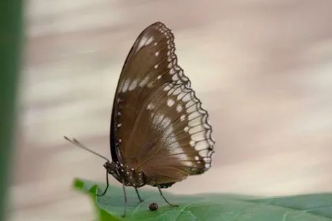 Butterfly insect close up macro Foto stock