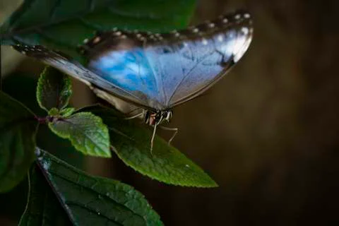 Butterfly insect close up macro Stock-Fotos