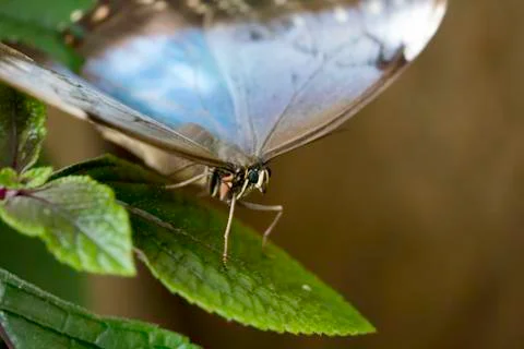Butterfly insect close up macro Stock Photos