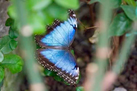 Butterfly insect close up macro Stock-Fotos
