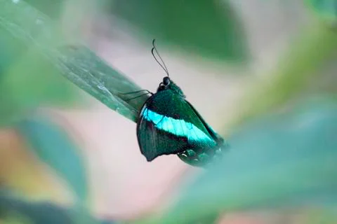 Butterfly insect close up macro Stock-Fotos