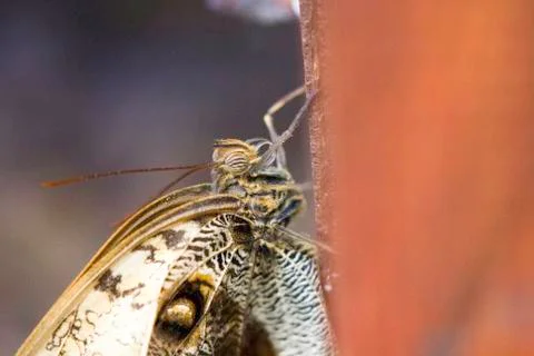 Butterfly insect close up macro Foto stock