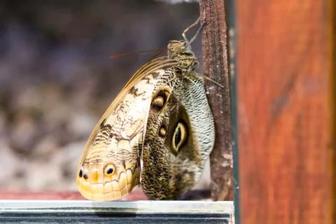 Butterfly insect close up macro Stock Photos