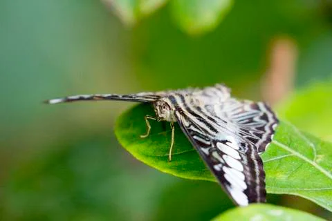 Butterfly insect close up macro Stock-Fotos