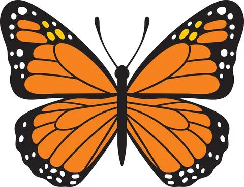 Butterfly insect color Stock Illustration