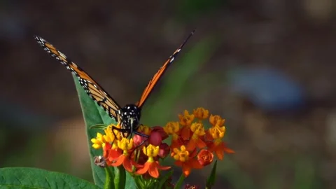 Butterfly insect flower Video stock 273698736