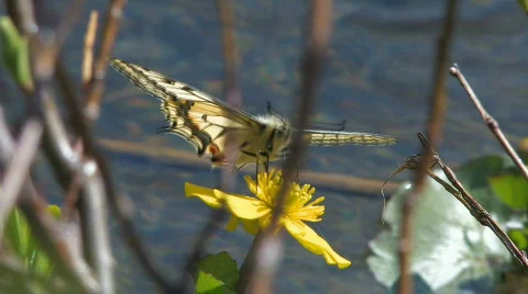 Butterfly,  insect Видео 590715