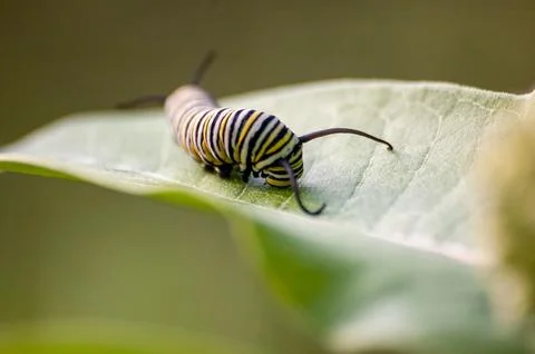 Butterfly insect Stock Photos