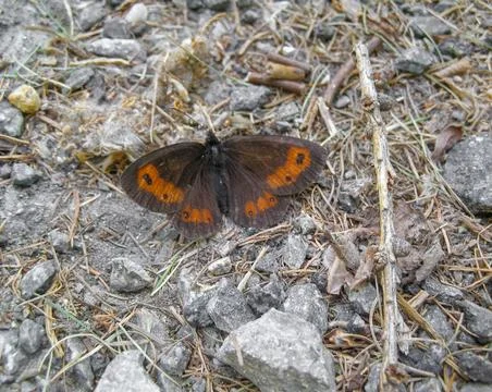 Butterfly insect Stock Photos