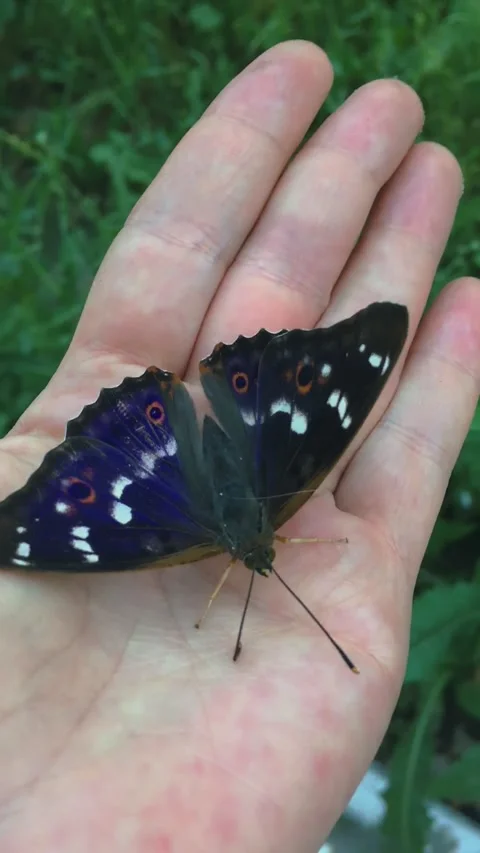 The butterfly up insect sits on the arm. Macro shot Close Stock Footage 165239380