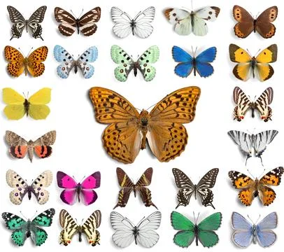 Butterfly, Insect, Wing. Stock Photos