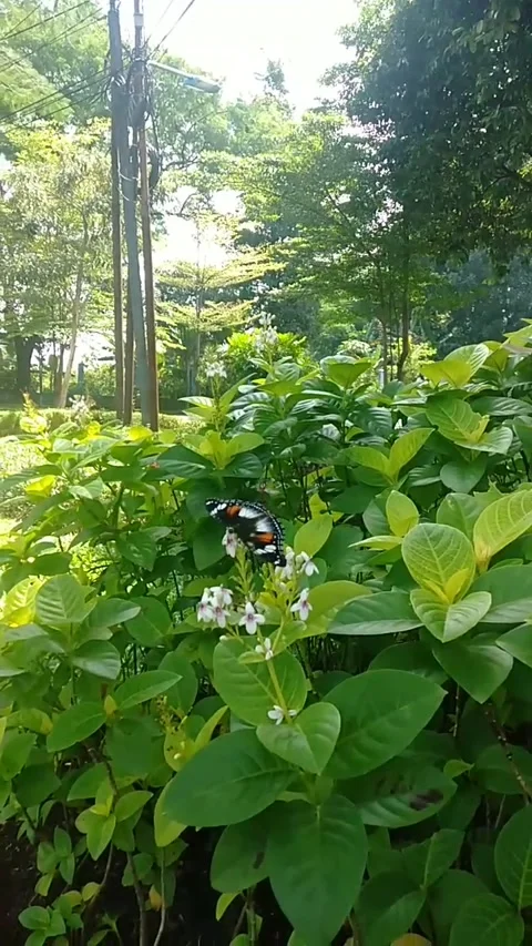 Butterfly insects Stock Footage 231636835