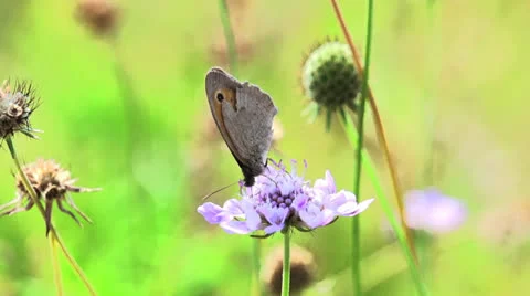 Butterfly. insects. microcosm Video stock 25603314