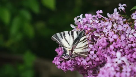 Butterfly Iphiclides podalirius. Stock Footage 195086337