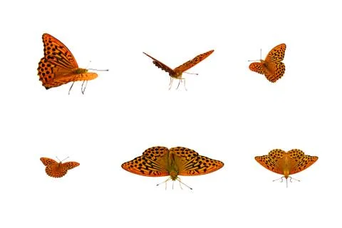 Butterfly isolate set Stock Photos