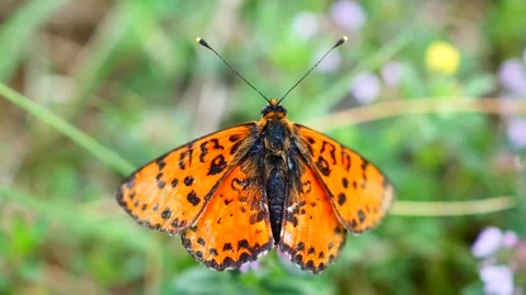 A butterfly isolated closeup Stock Footage 130210649
