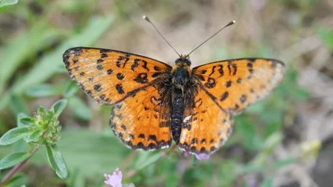 Butterfly isolated closeup Stock Footage 130211297