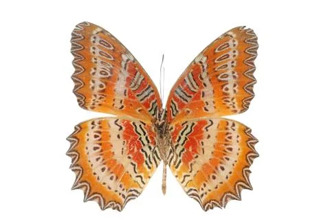 Butterfly isolated Foto stock